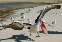 鹈鹕的英文，鹈鹕英文怎么读发音？