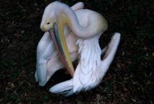 鹈鹕怎么读英文？鹈鹕英语单词？