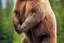 连续两场打出灾难级表现，森林狼锋线大家的状态怎么突然下滑了？