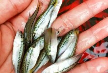 加兰没那么差，但鲈鱼会用吗？