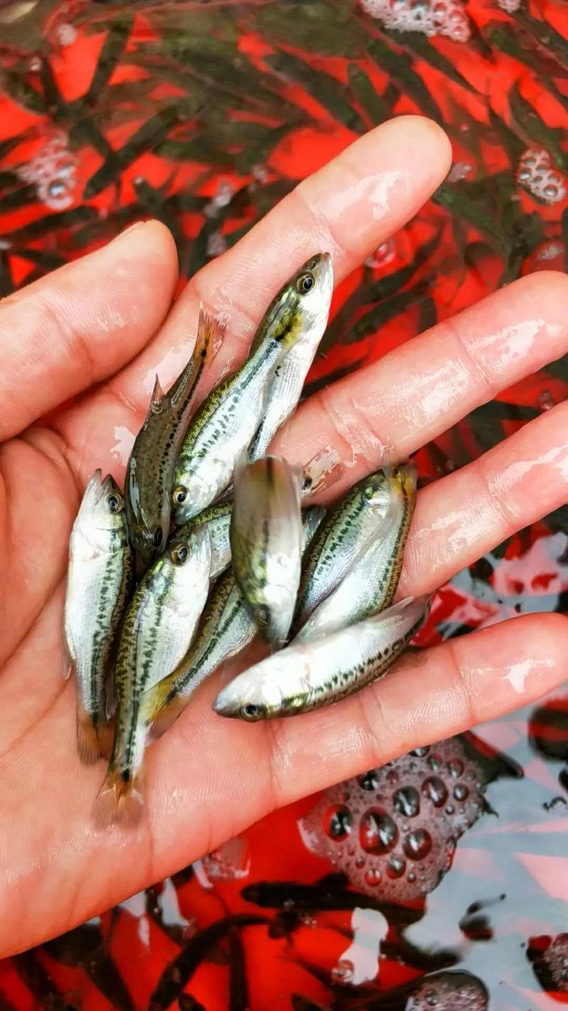 加兰没那么差，但鲈鱼会用吗？