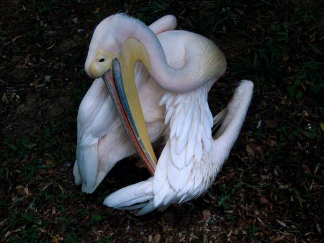 鹈鹕怎么读英文？鹈鹕英语单词？