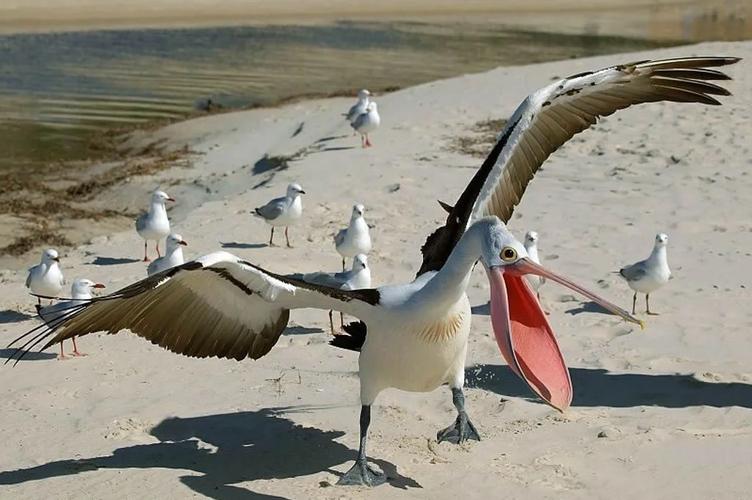 鹈鹕的英文，鹈鹕英文怎么读发音？